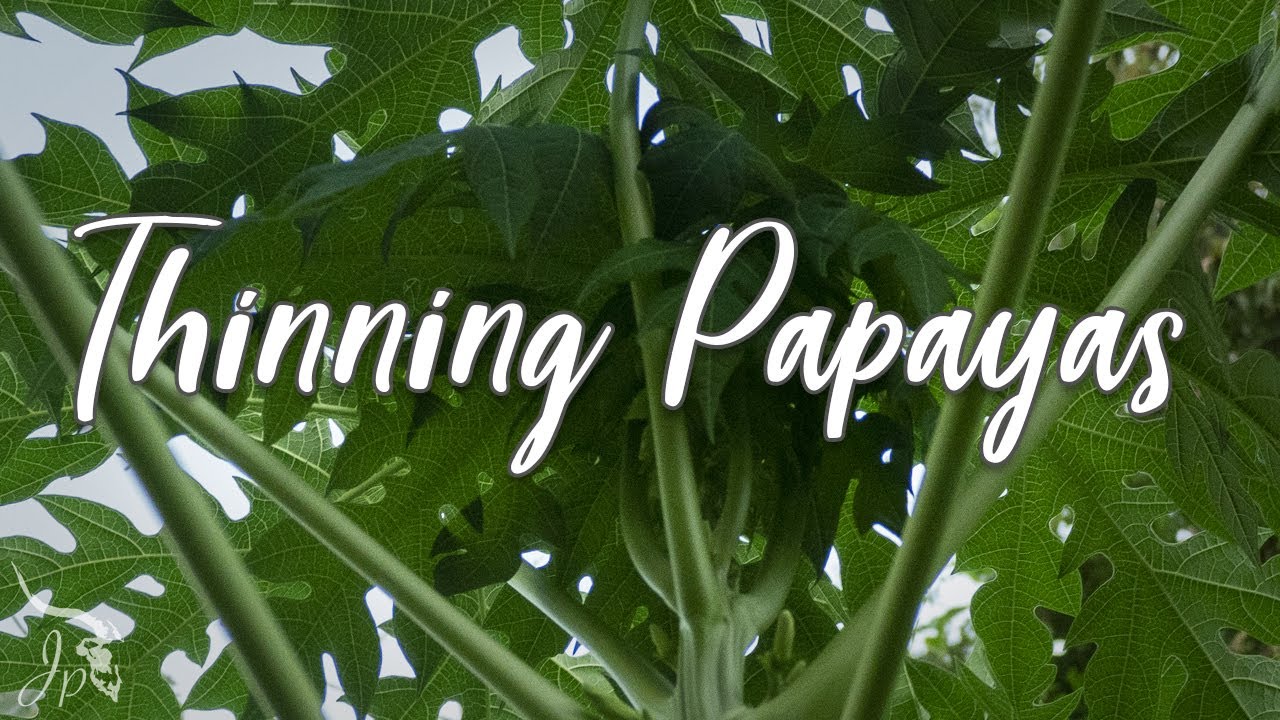 Thinning Papayas