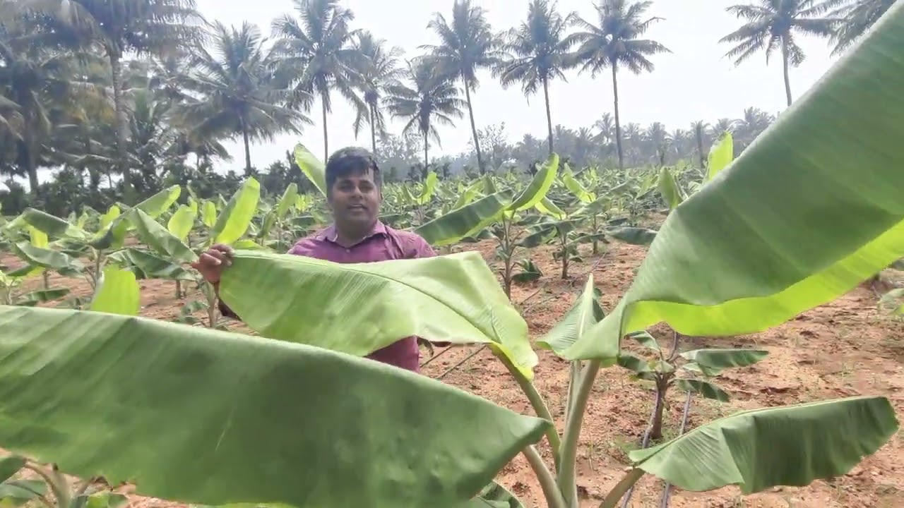 AGRI PRODUCTS RESULTS #VESTIGE , #AGRI_RESULTS , #kathali banana, #trent