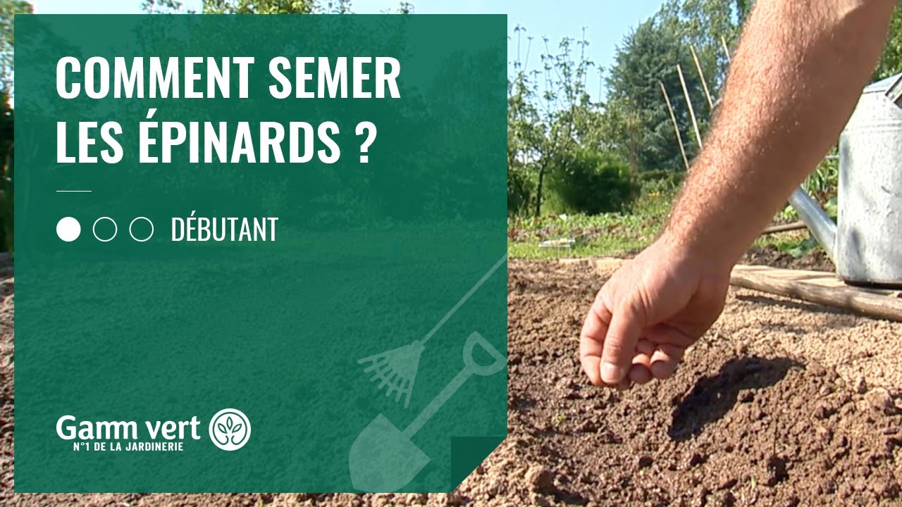 [TUTO] Comment semer les épinards  - Jardinerie Gamm vert