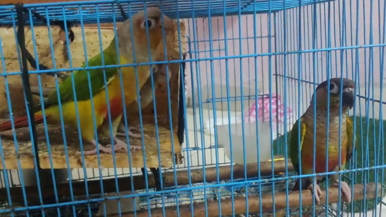 Conures are eating 🍌banana  peels 🤯#conure #vlog 