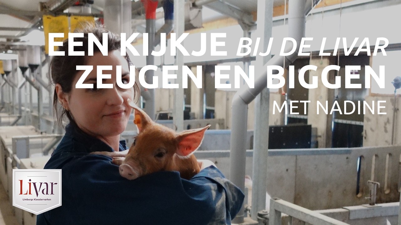 Een kijkje bij de Livar zeugen en biggen met Nadine