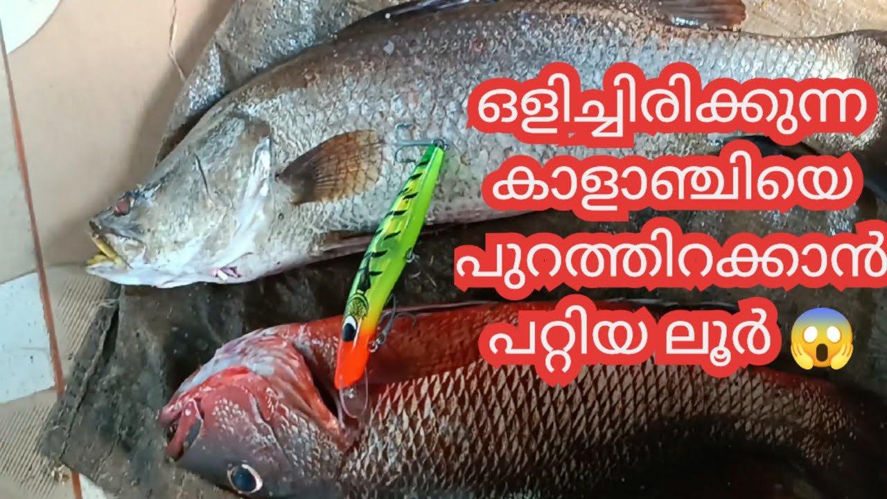 മടയ്ക്കുള്ളിലെ കൊമ്പനെ പിടിച്ചപ്പോൾ bara munty fishing fishhunter kerala