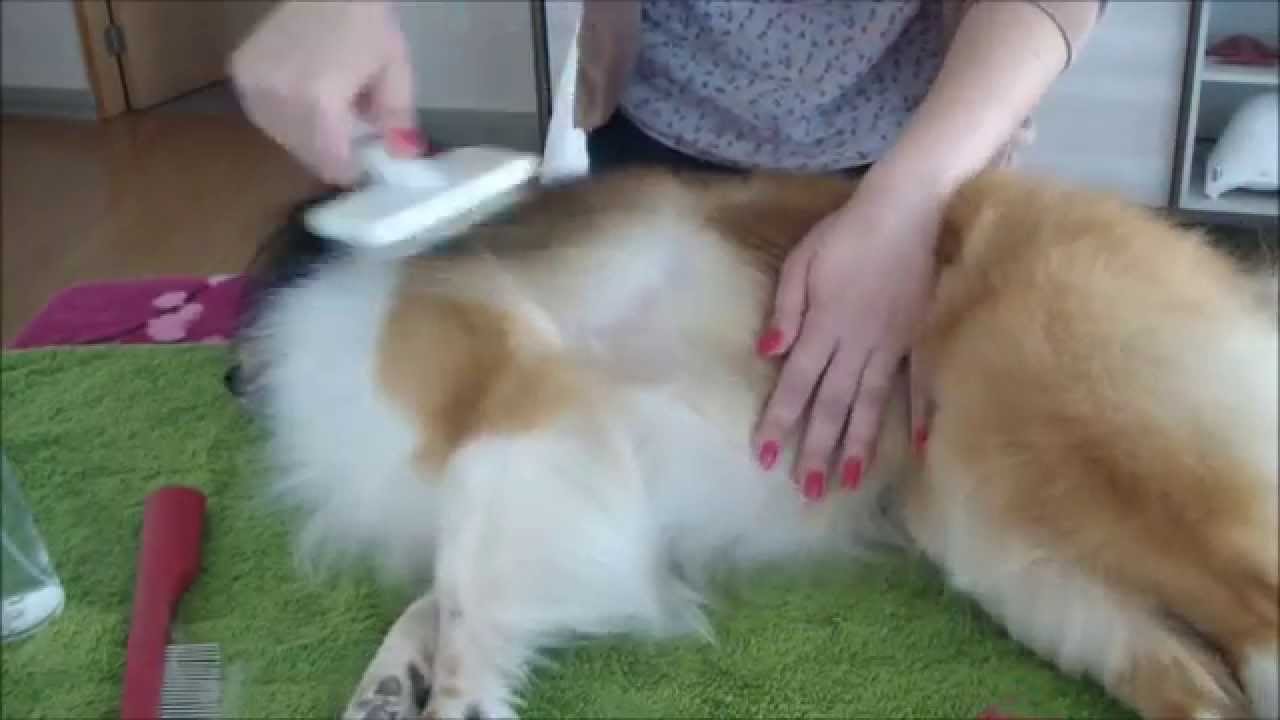 Sheltie basic home grooming