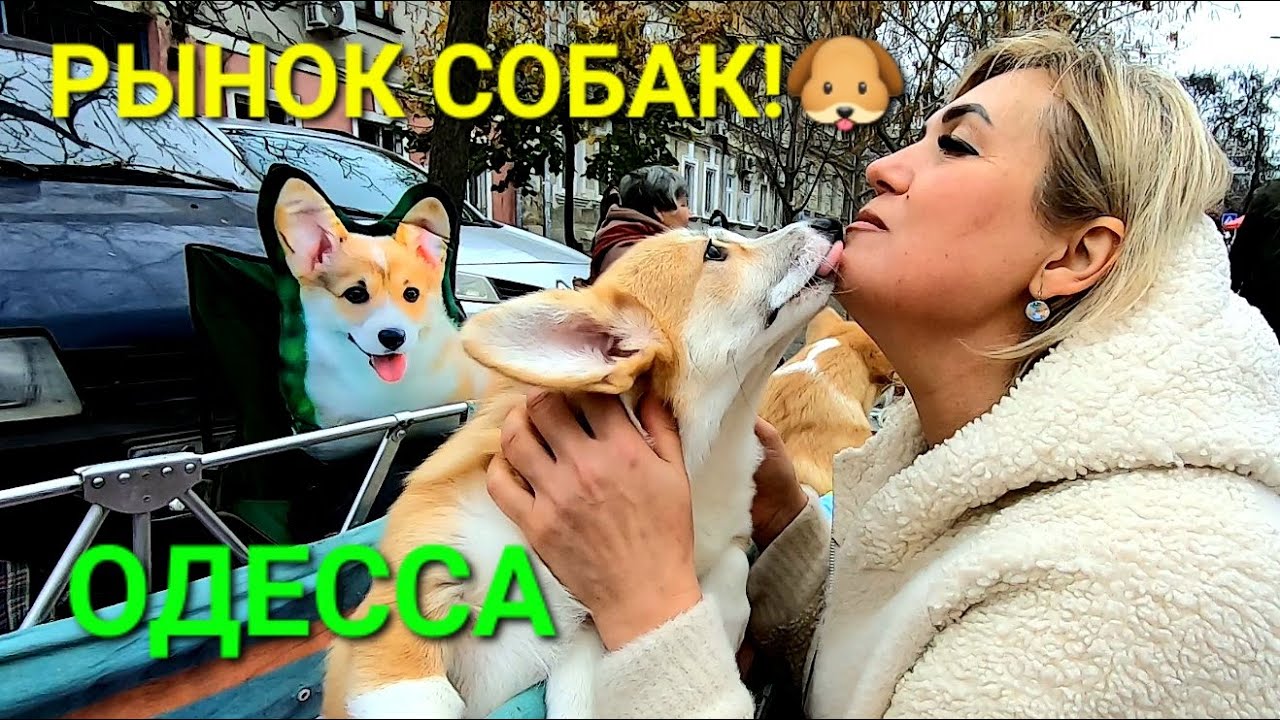 Одесса Собачий базар. Продажа животных. Староконный рынок. Щенки. Позитив. Собака улыбака. #зоотроп
