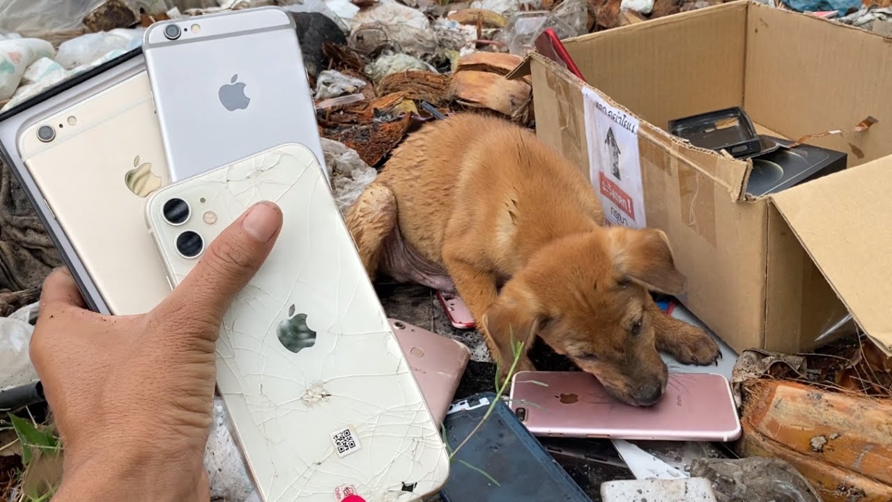 OMG! i found many iPhone to restore / Restoration iPhone 11