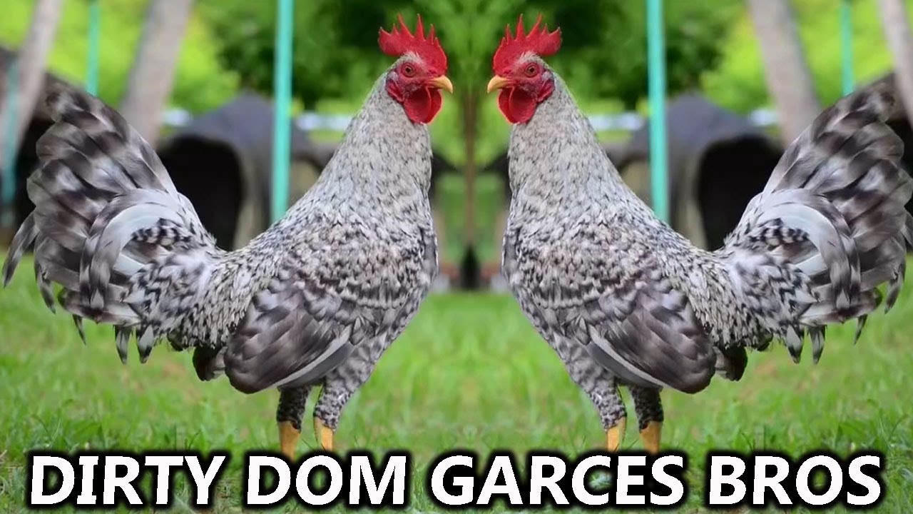 DIRTY DOM MUFF - Garces Bros Farm - Beautiful Birds Big Farm Philippines