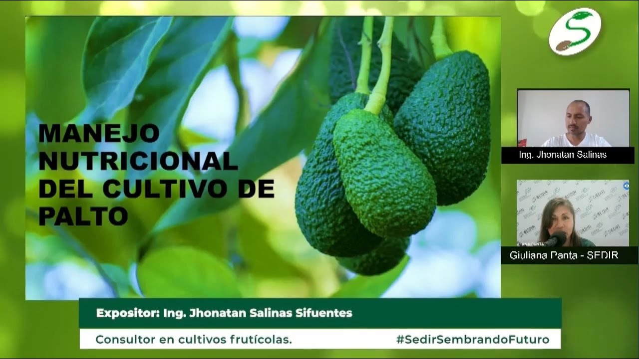 Sedir:  Cultivo de Palto - Ing Jhonatan Salinas