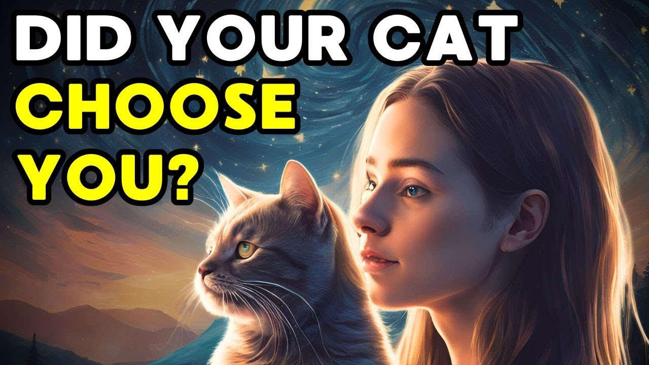 Why Do Cats Get Attached to Their Chosen Ones?