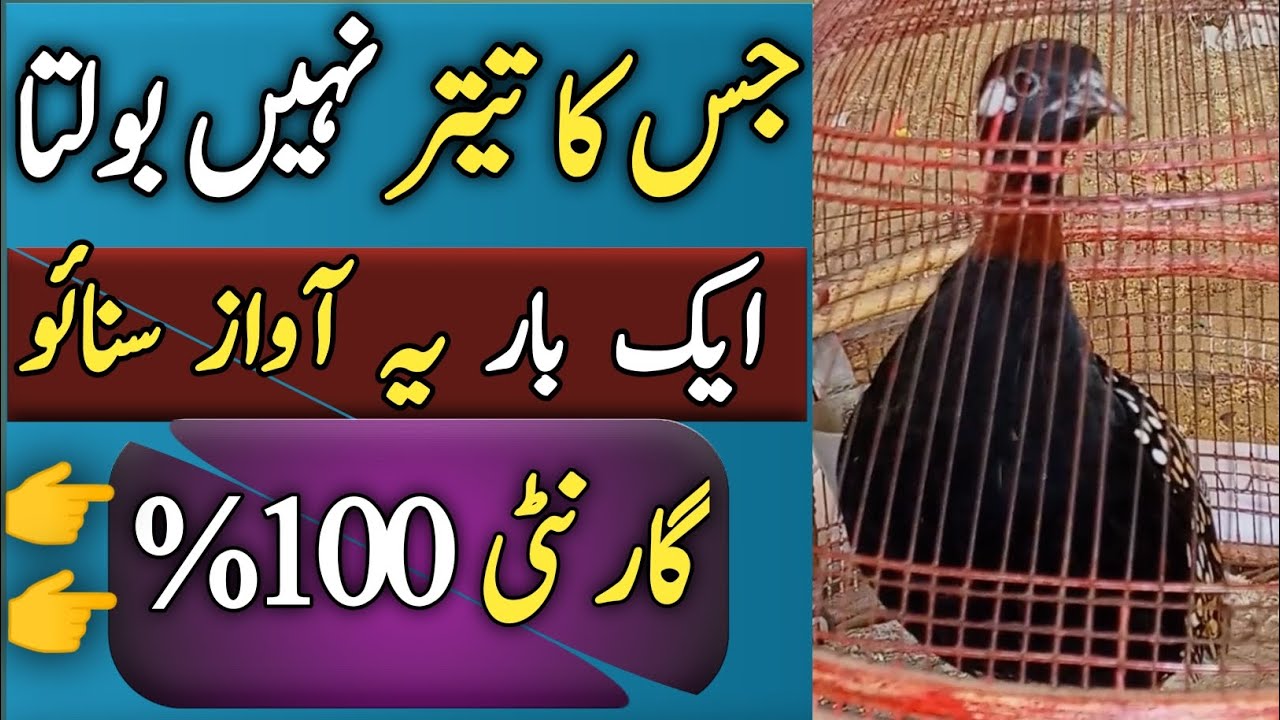 Teeter Minute me Bole Ga🥺✔️ Teetar kaise bolate hai|kale Teetar ki awaz|Black Teetar voice|teetar