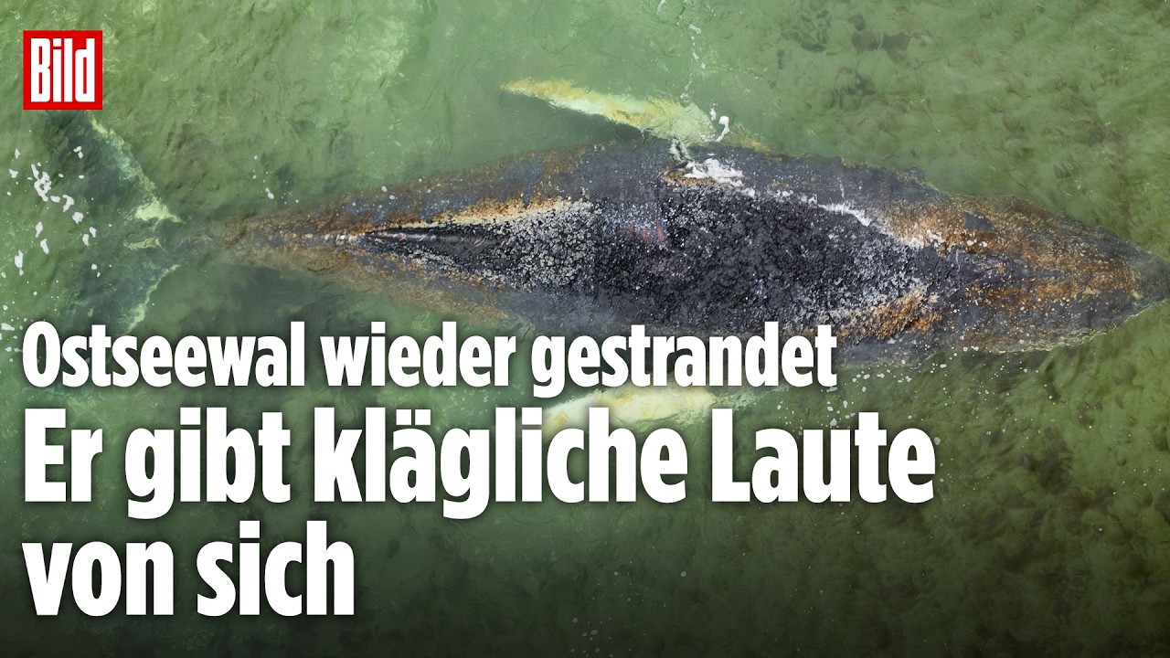 WAL-DRAMA: Schon wieder! Ostseewal auf n&auml;chster Sandbank gestrandet