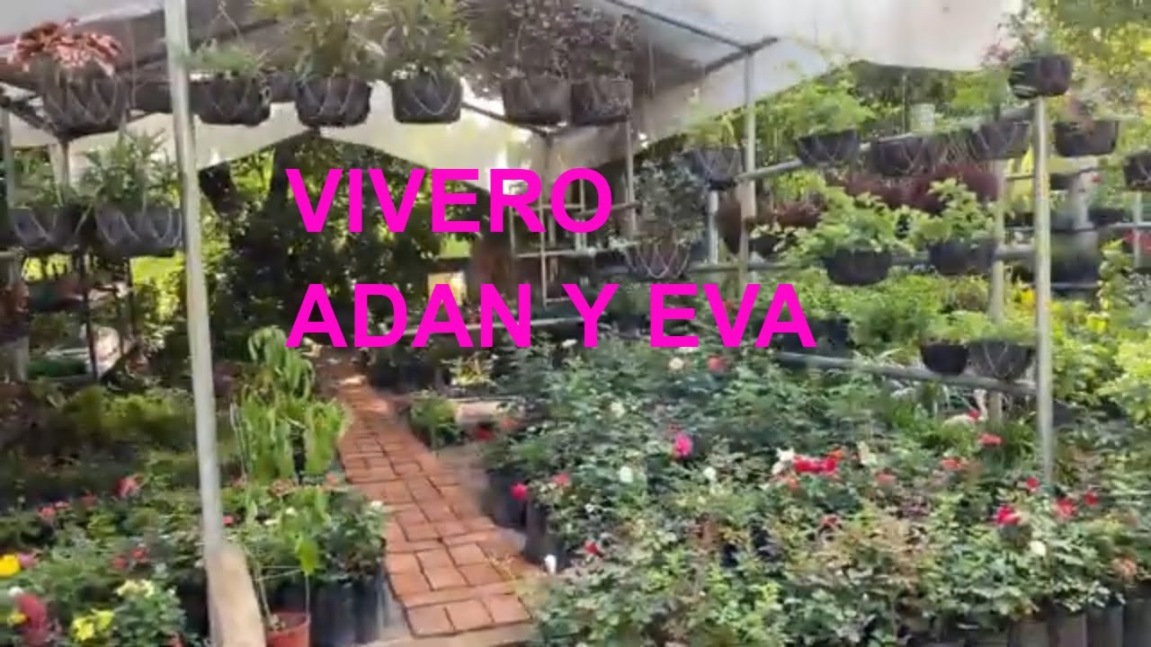Plantas y árboles de frutas baratas.