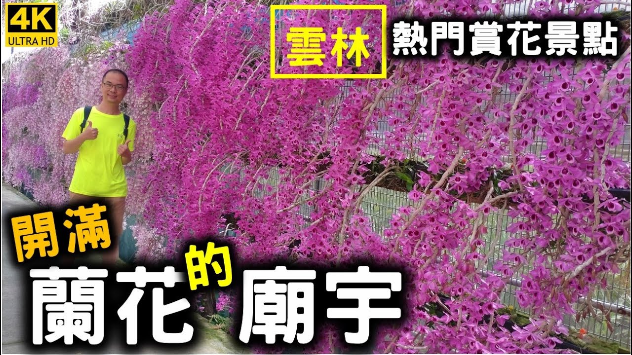 【2023雲林莿桐忠雲宮石斛蘭】 七萬多株石斛蘭花瀑大盛開！不同層次顏色的蘭花瀑傾洩而下，全台唯一最多石斛蘭的廟宇，認識雲天宮趙子龍歷史背景再到神仙故事館參觀！豐富的雲林半日遊！