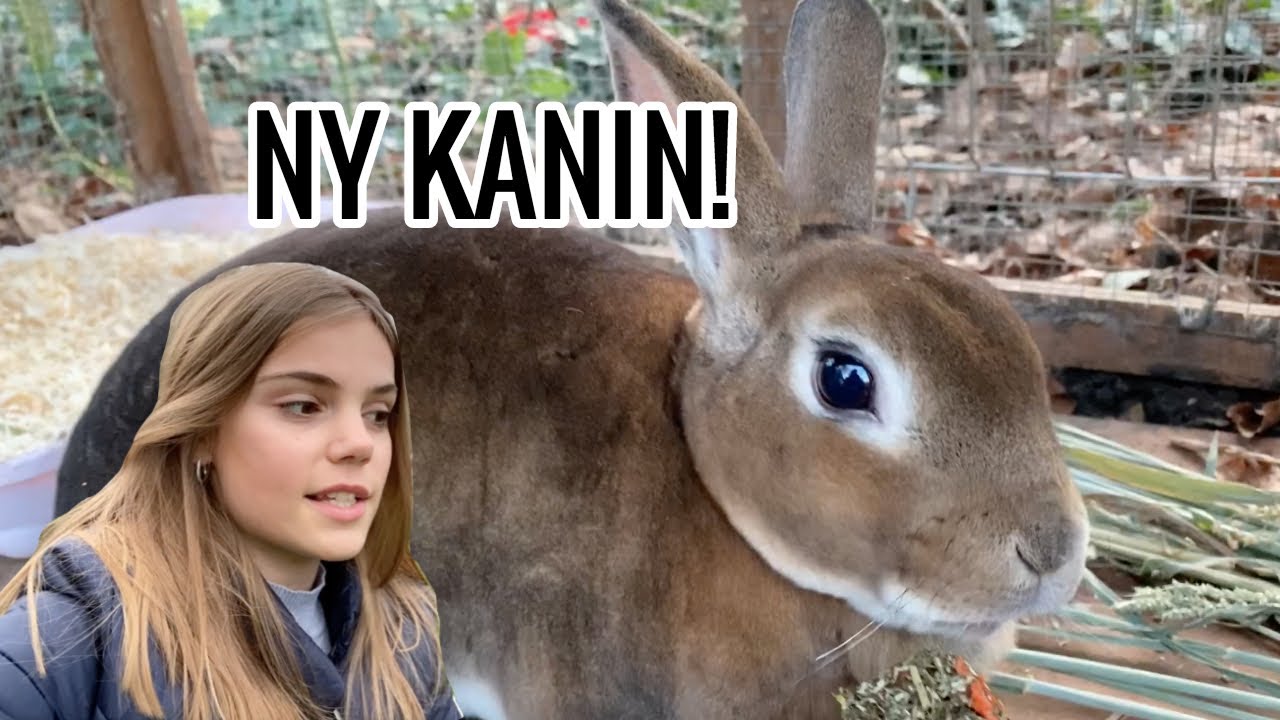 Ny Kanin! Olivias Verden