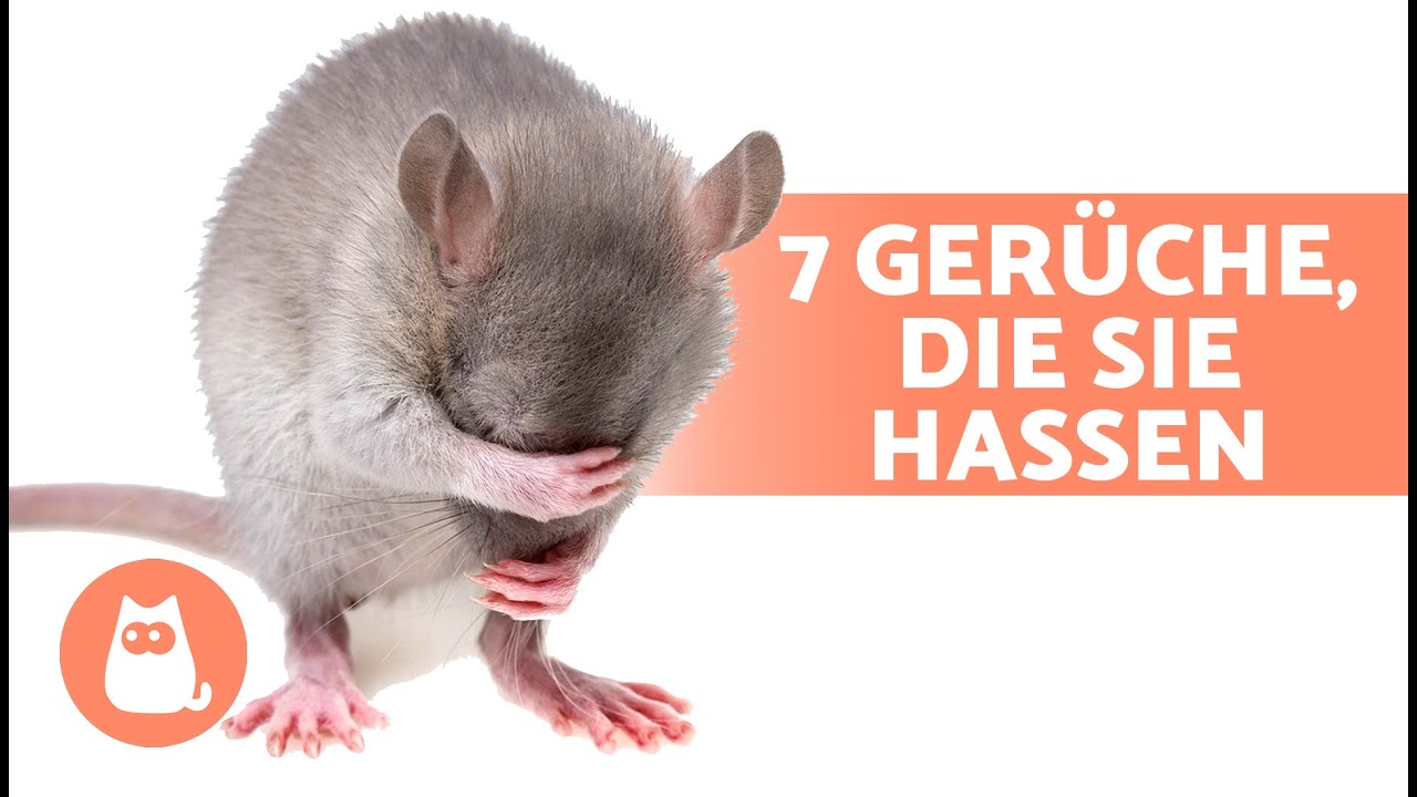 7 GER&Uuml;CHE, die M&Auml;USE und RATTEN HASSEN 🐀❌ Sie k&ouml;nnen sie nicht ertragen!