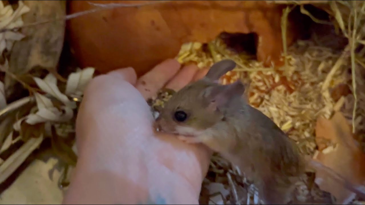 I made my mice a woodland enclosure