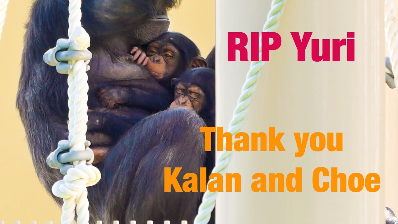 Higashiyama Zoo Chimpanzees - Twin Babies 2018/11/14 ③