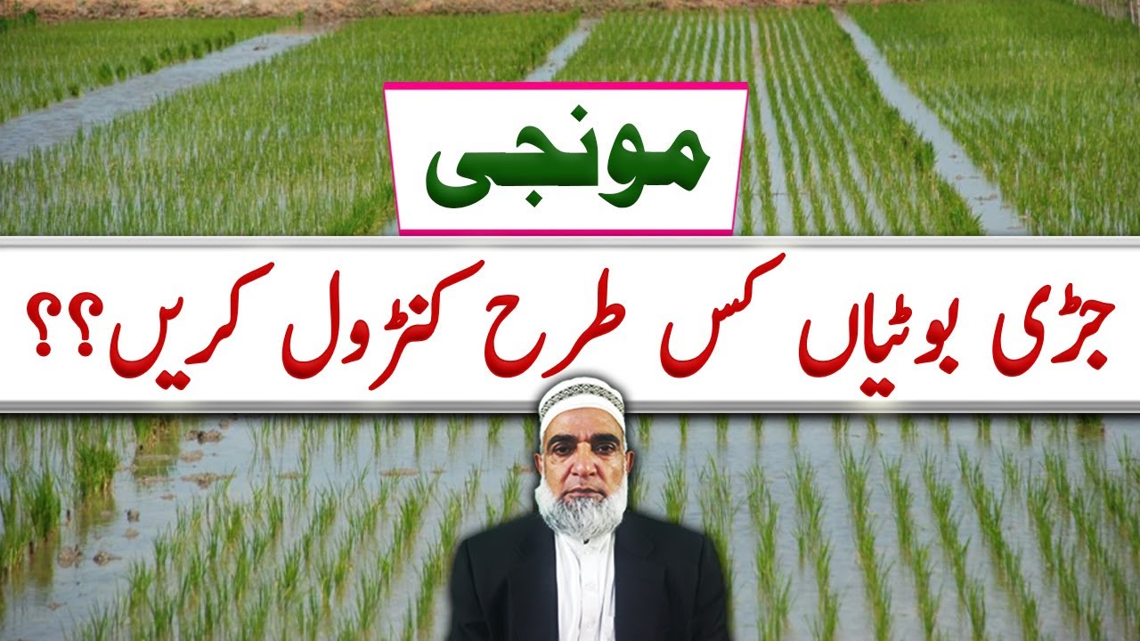How to control Weeds from Rice crop || Crop Reformer