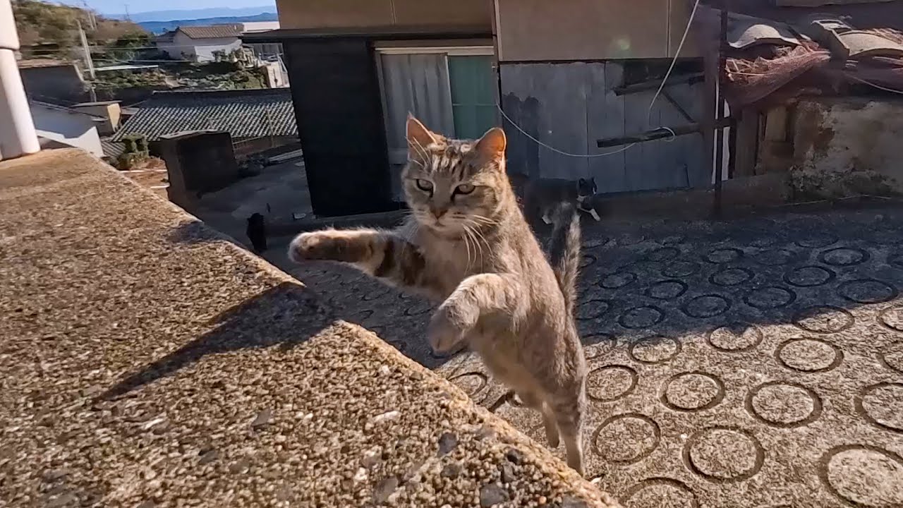 猫島の坂の上の段に座るとあっという間に猫に取り囲まれる