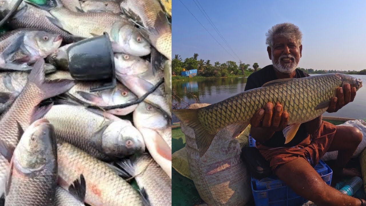 150 எம்எம் வலையில் மாட்டிய பில் கண்ட கட்லா ரோகு மீன் 💢 fish hunting in net #netfishing #lakefishing