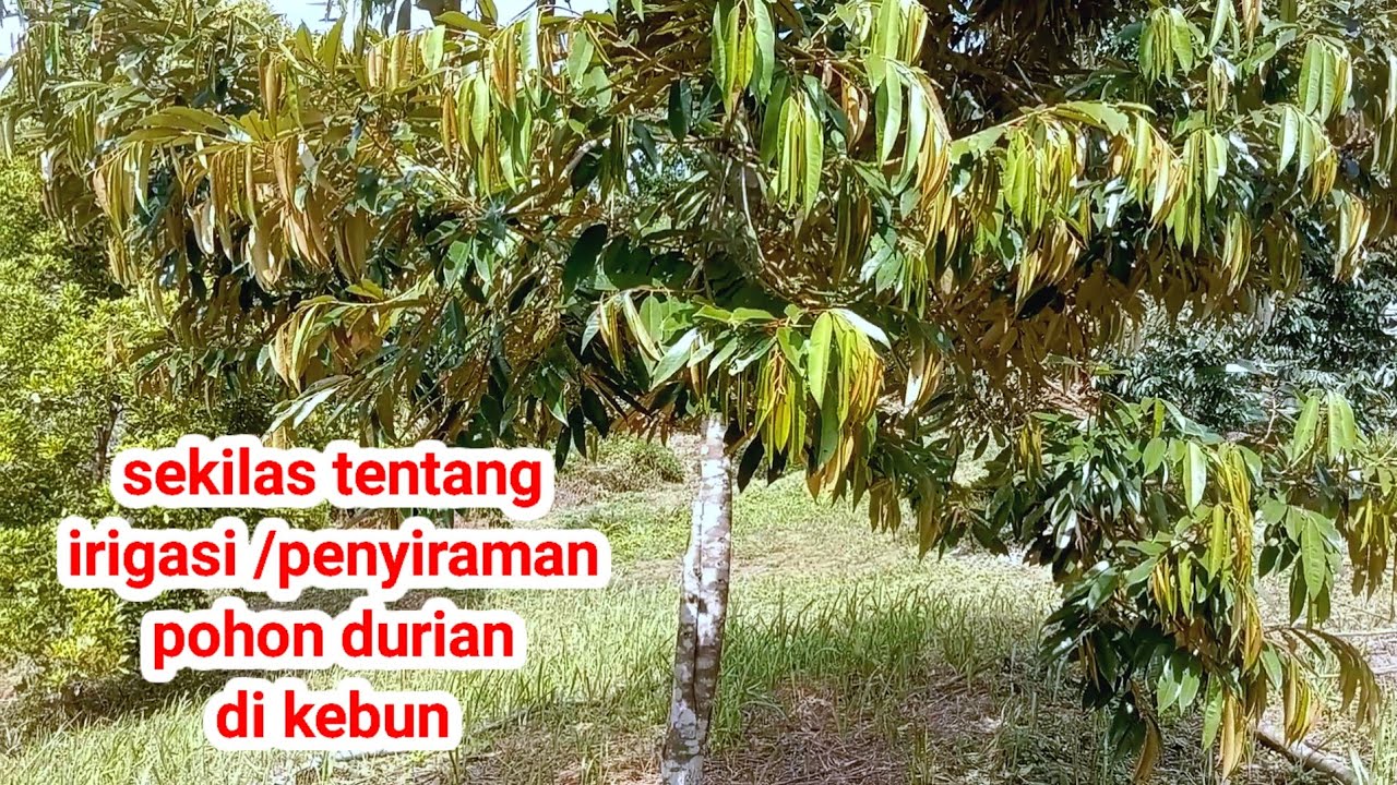 Sekilas tentang irigasi pohon durian