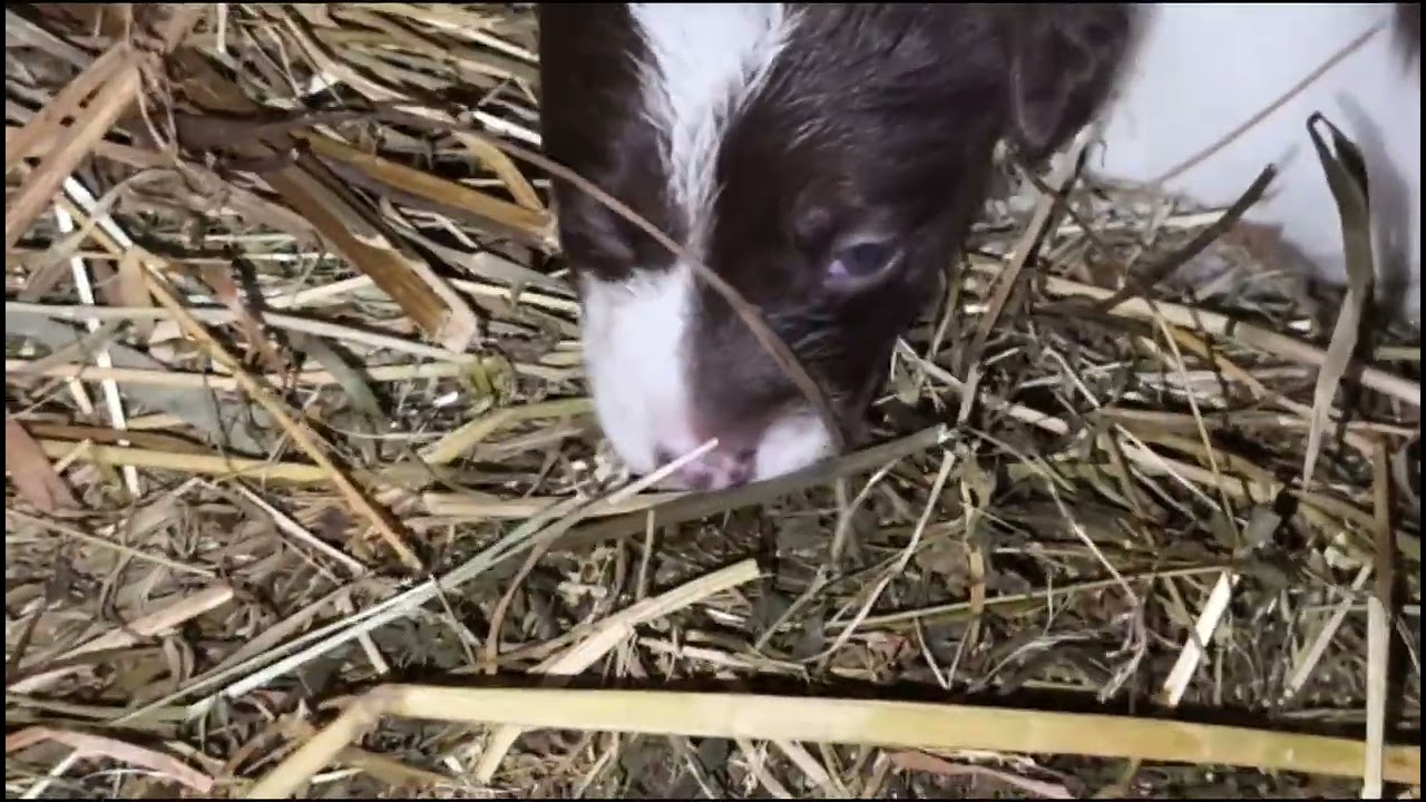 Milyonların İzlediği O An… Köpeğim beni yavrularına götürdü ❤️