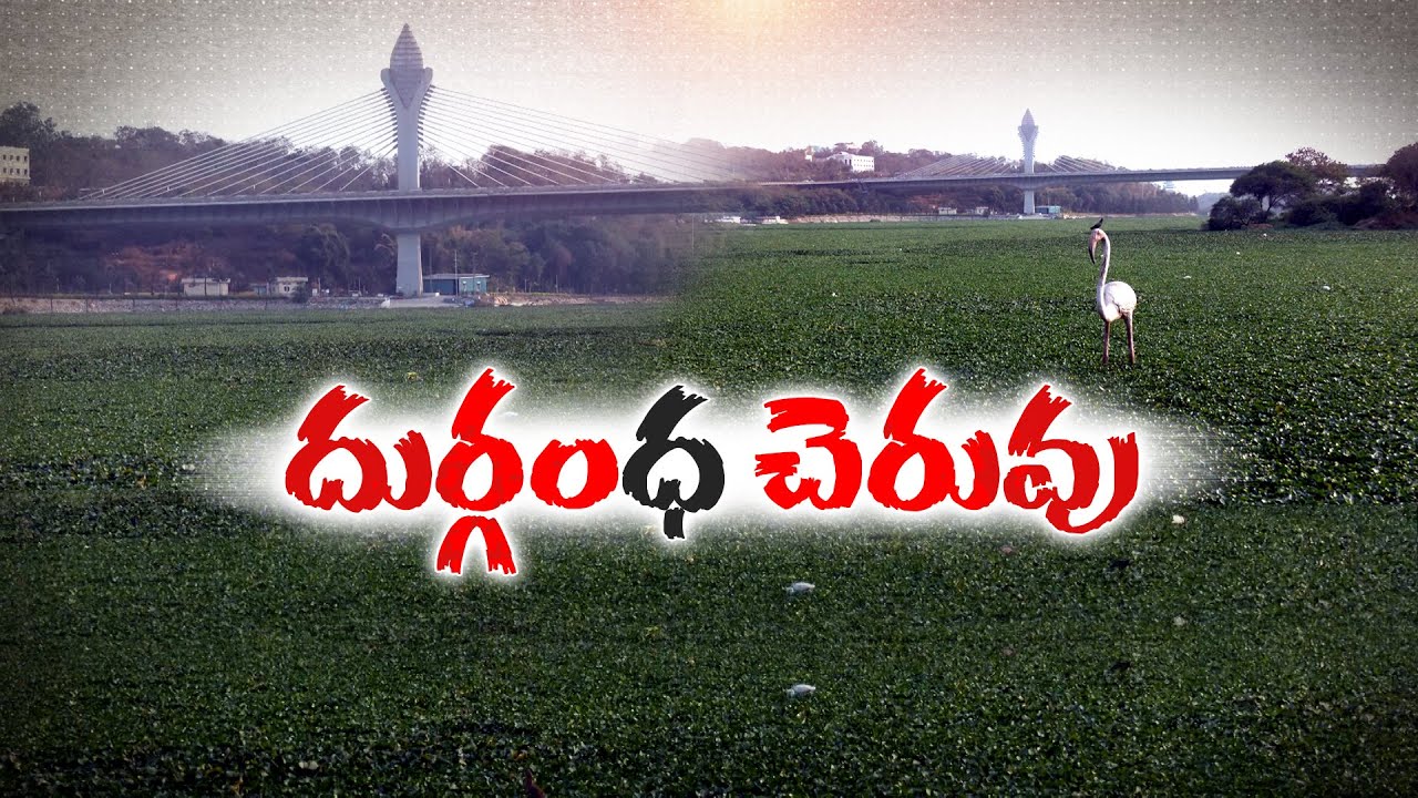 Durgam Cheruvu Completely Covered with Horse Hooves | Public Suffers With Bad Smell