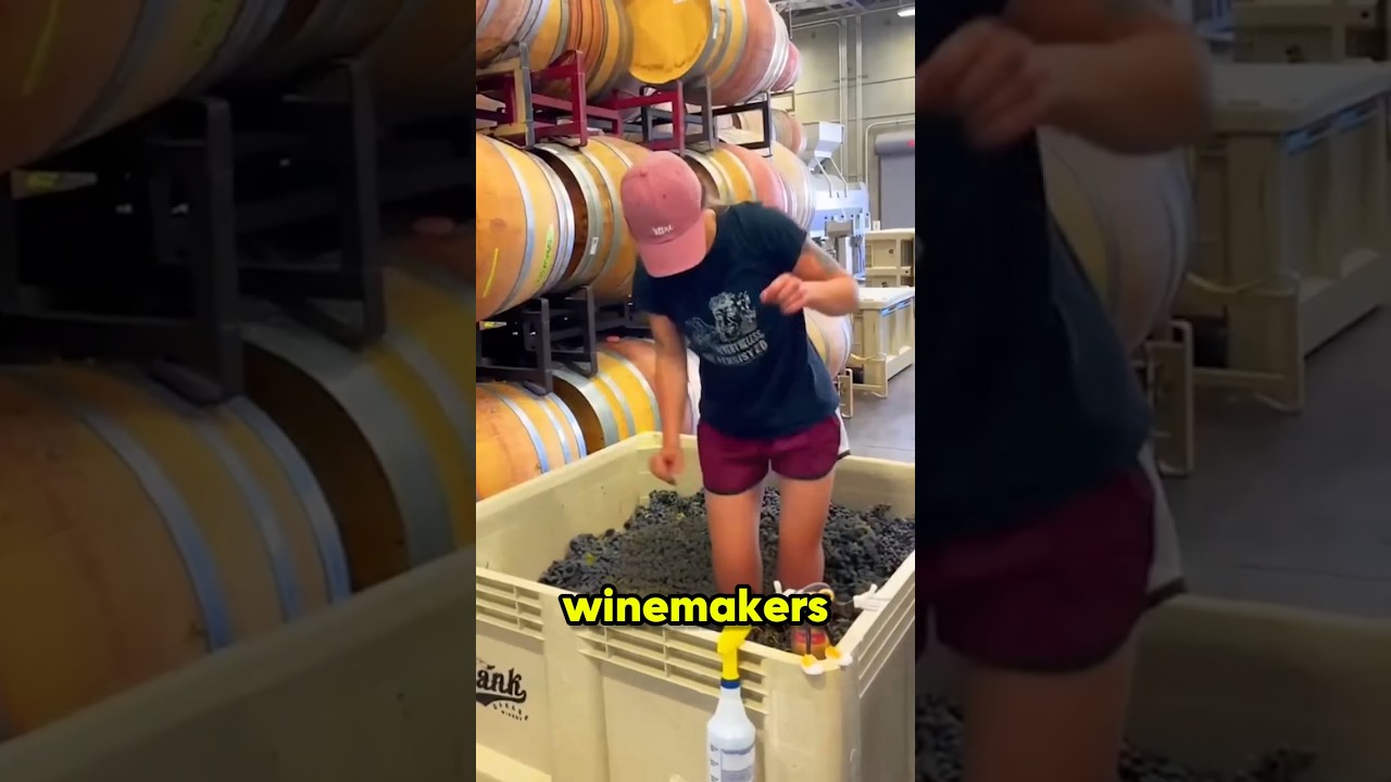 Почему виноград до сих пор давят ногами 🍷🍇
