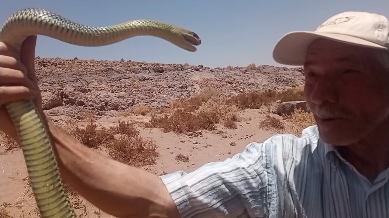 اخطر صياد الافاعي في المغرب محبوب المغاربة ابراهيم العساوي