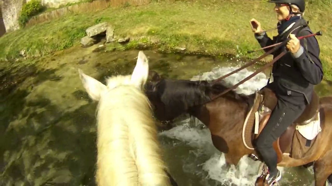 Chevaux Poneys Equitation