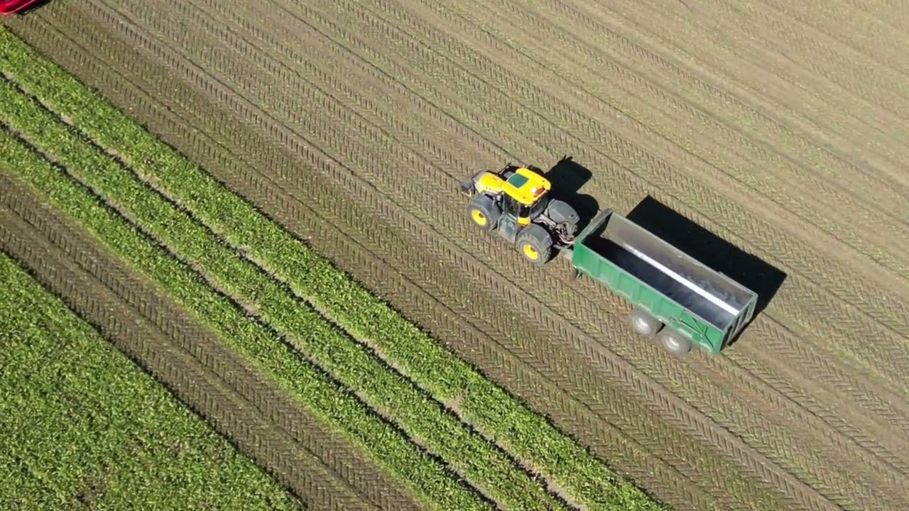 Sugarbeat Harvest