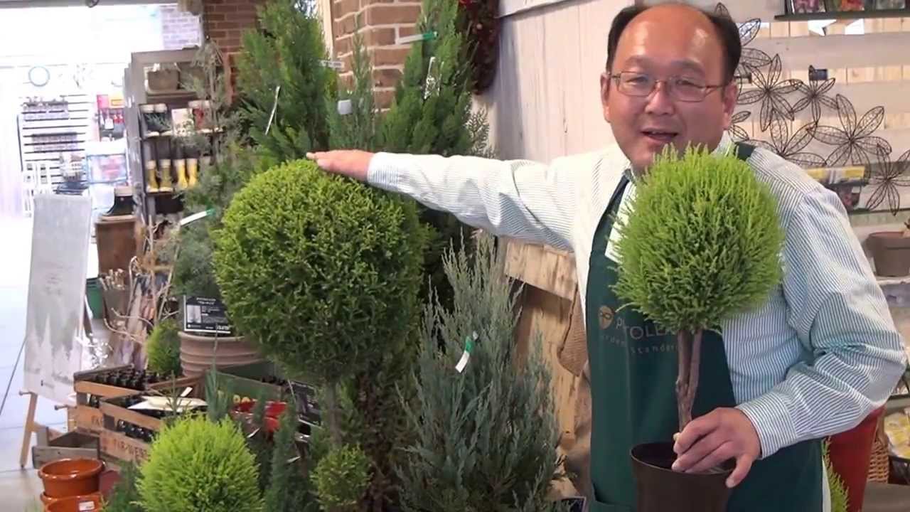 コニファーの形作り