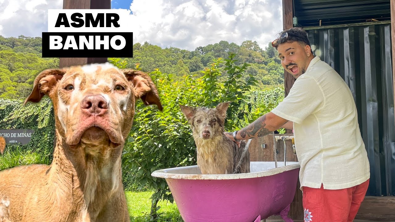 Spa Day Pet | ASMR de Banho na Pousada com Muita Calmaria! 🌿
