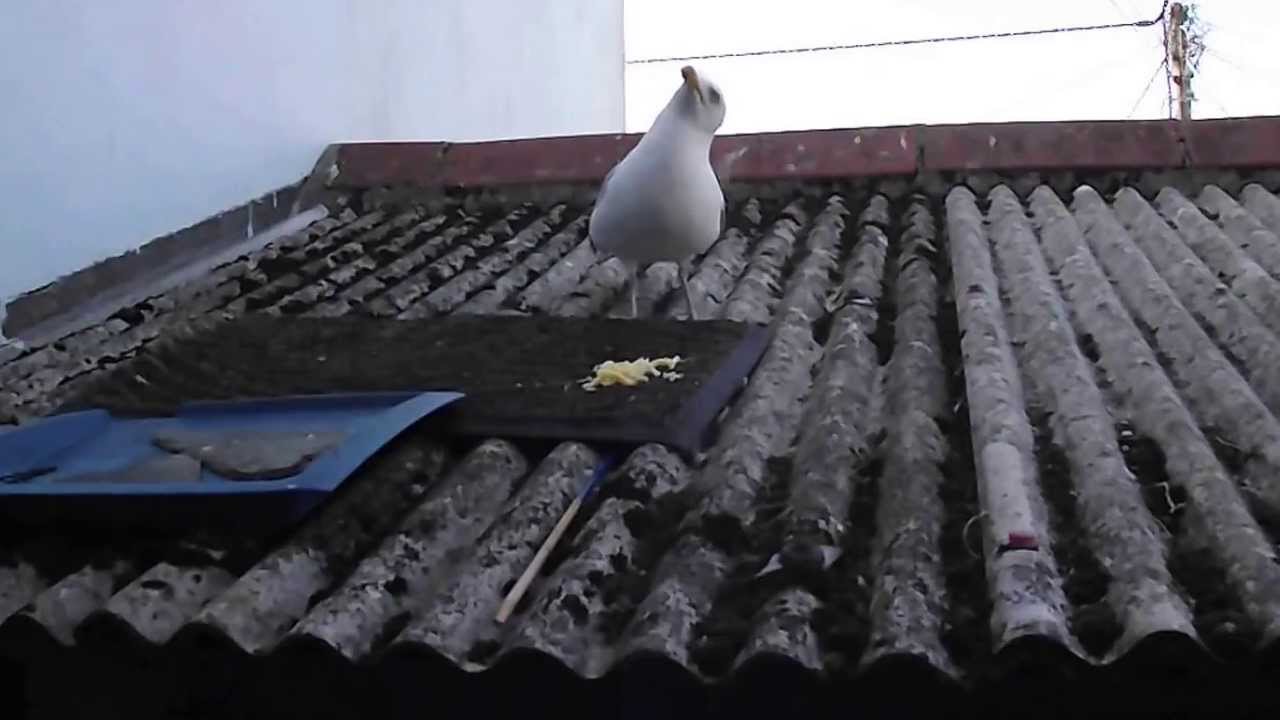 seagulls of st ives