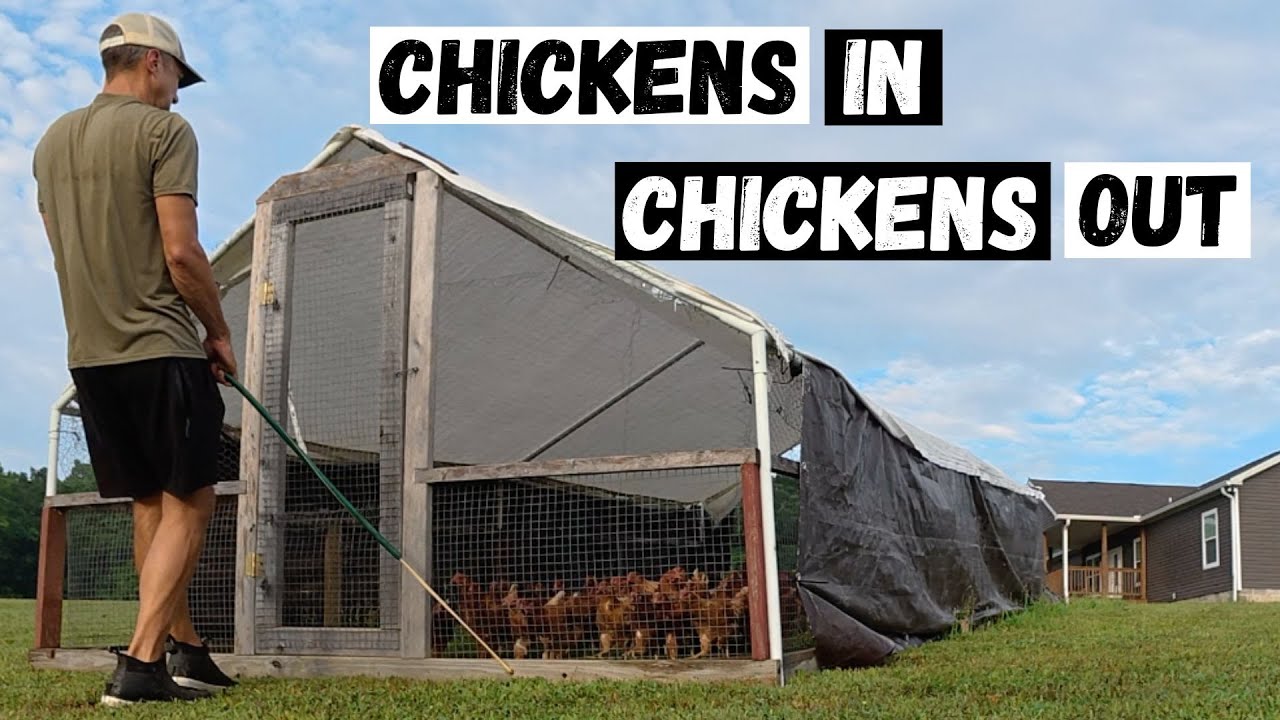 Day In The Life Of A Small Scale Chicken Farmer!