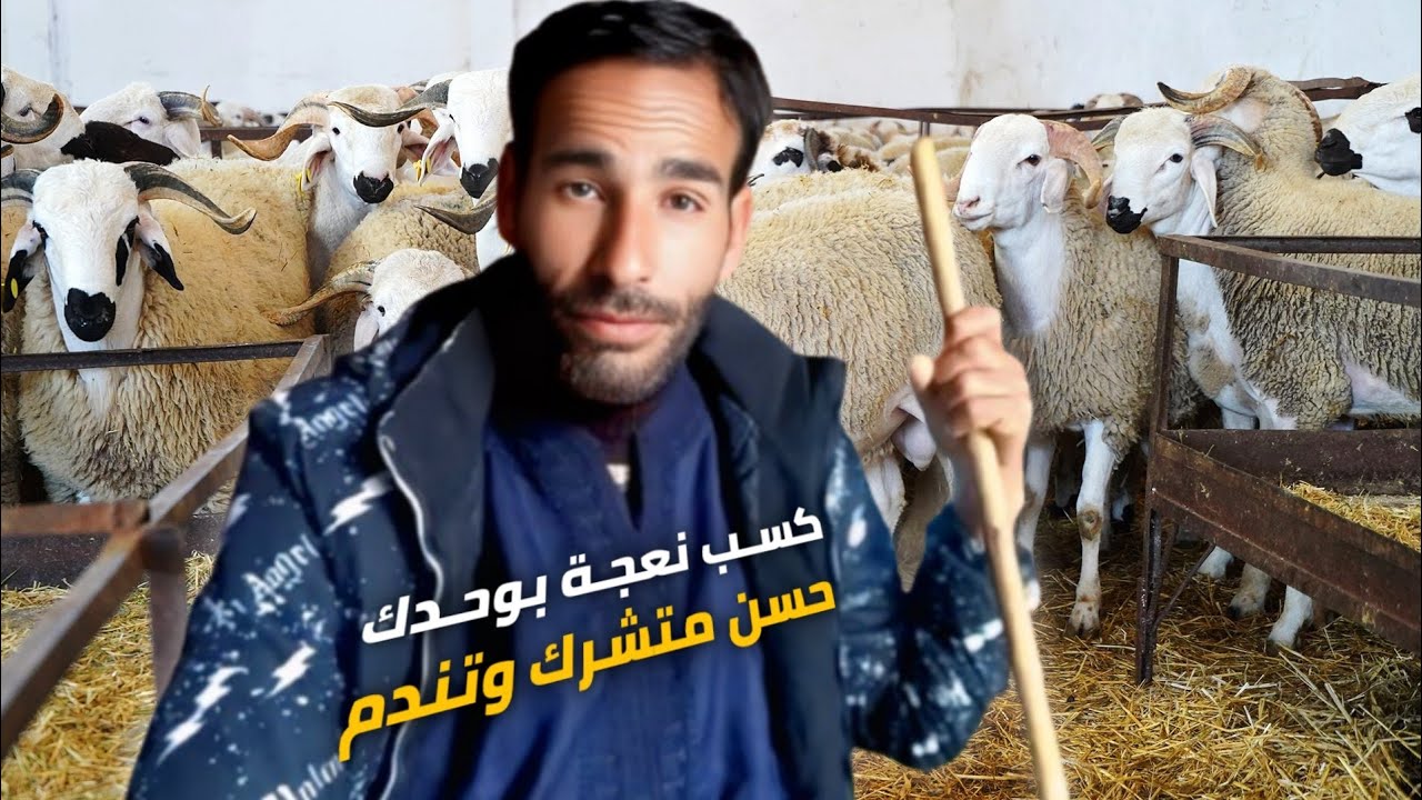 قبل متفكر: تشرك مع شواحد فتجارة الأغنام والأبقار، شوف الفيديو! فيه نصائح ذهبية من واحد مجرب،؟
