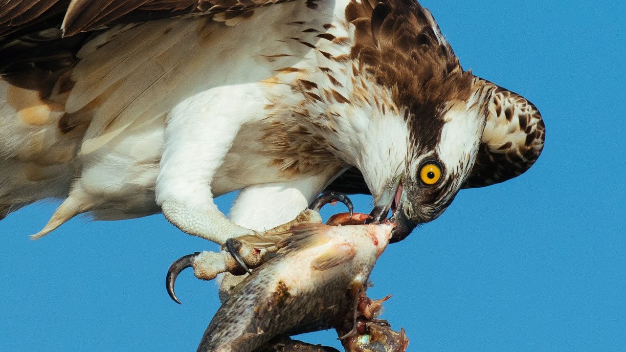Nikon D500 vs Canon 7D Mark II  - Which is Better for Wildlife Photography in 2022?