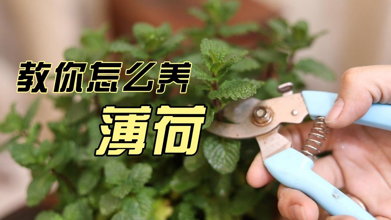薄荷怎么养？园艺师教你，薄荷的详细养护技巧