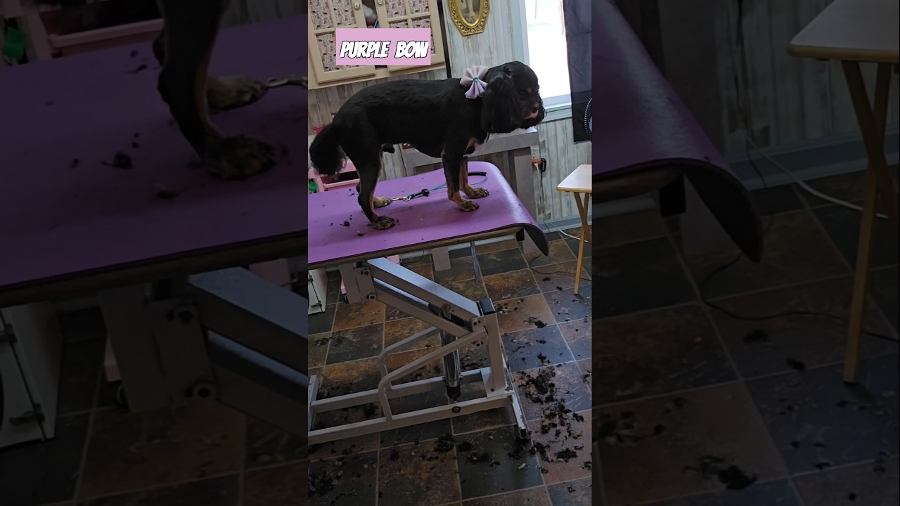Cavalier King Charles Spaniel gets shaved down #groomer #pets #dogmoms