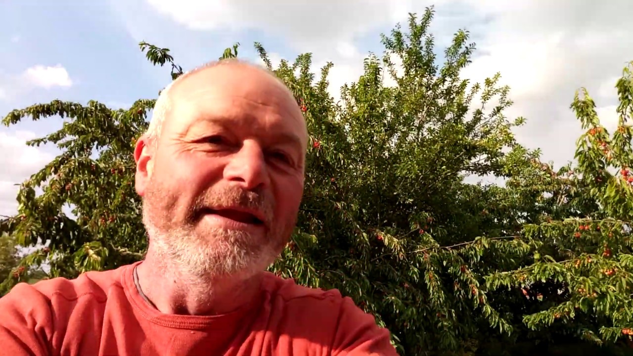 les  variétés de cerisiers récolte 2020 plein de  cerises !!!!