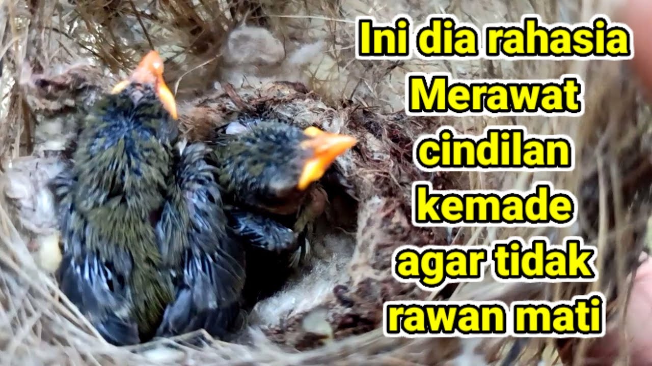 cara meloloh kemade agar tetap sehat sampai mandiri #kemade #kemadegacor