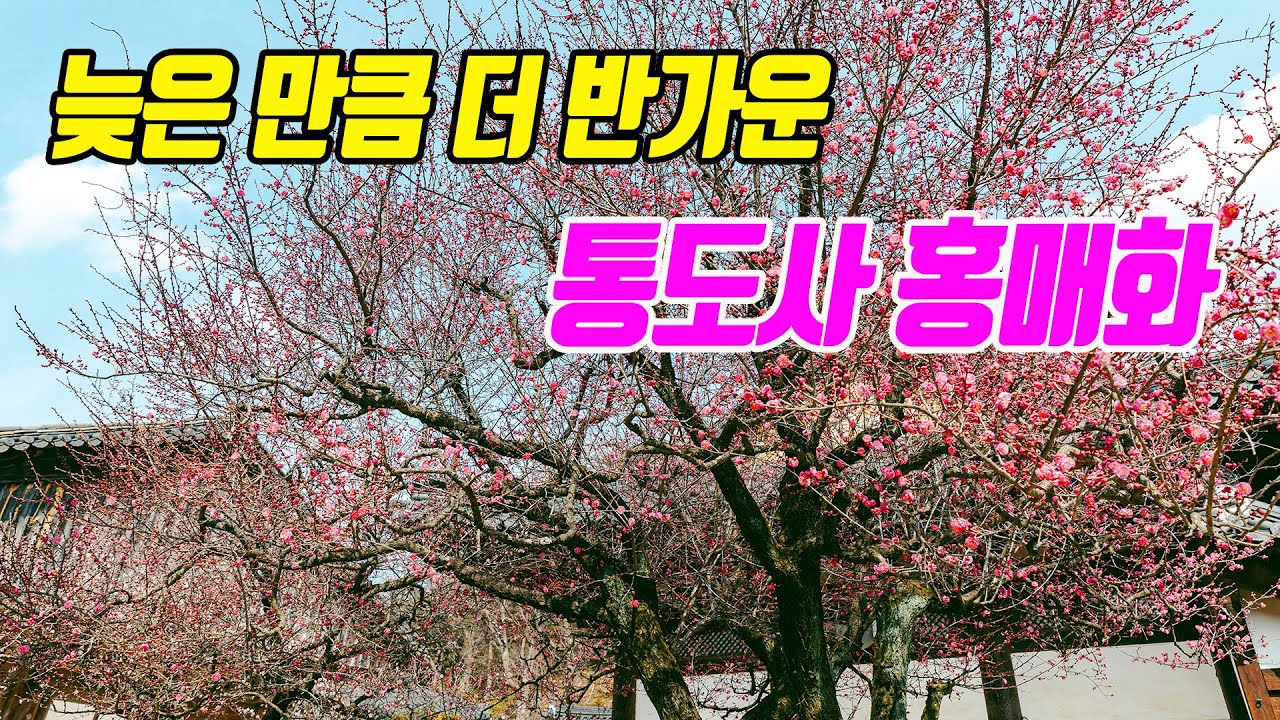 남쪽의 봄꽃이 시작됨을 알리는 양산 통도사 홍매화가 피기 시작했습니다.