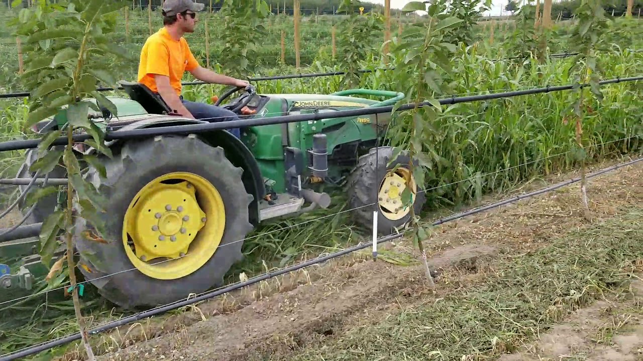 Mow & blow cherry orchard cover crop