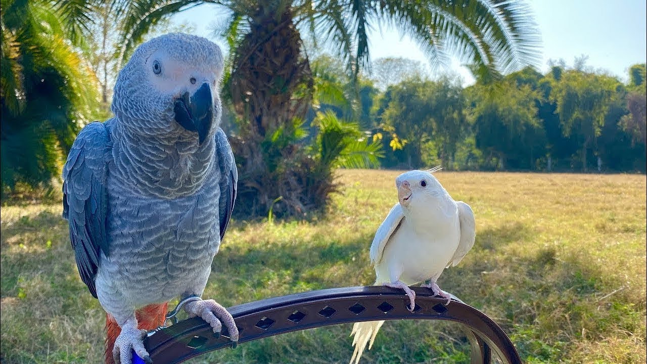 Talking Cockatiel Greeting with African Grey Parrot - Cockatiel Singing
