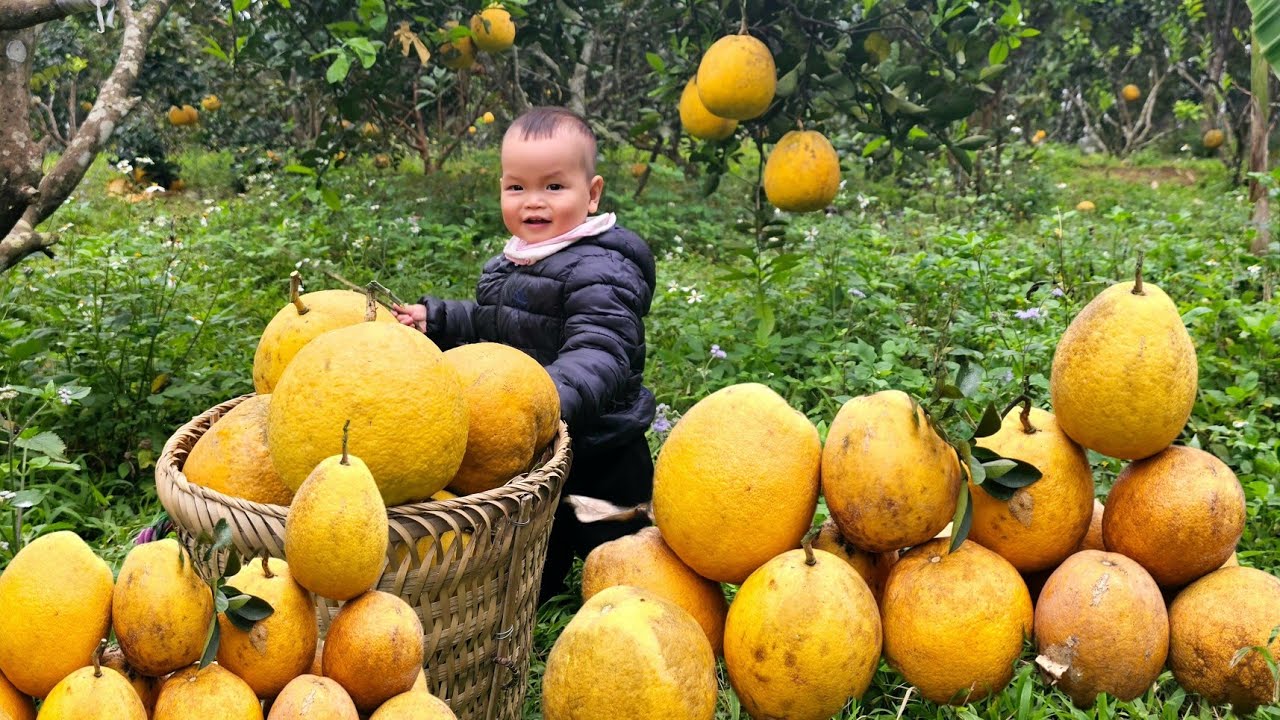 26 Year Old Single Mother - Pick grapefruit to sell - grow flower