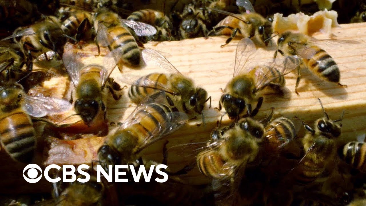 How Washington, D.C. has become a home for honeybees