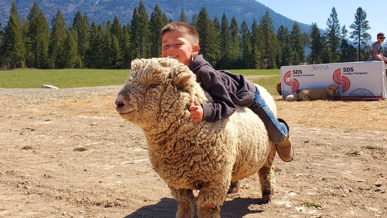 Why Olde English Southdown Babydoll Are The Best Sheep