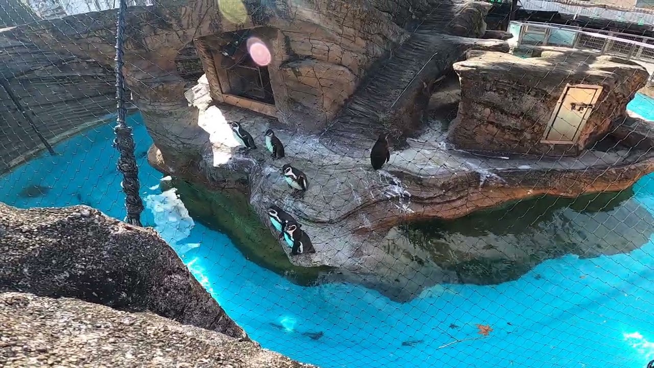Cute penguins at higashiyama zoo japa 