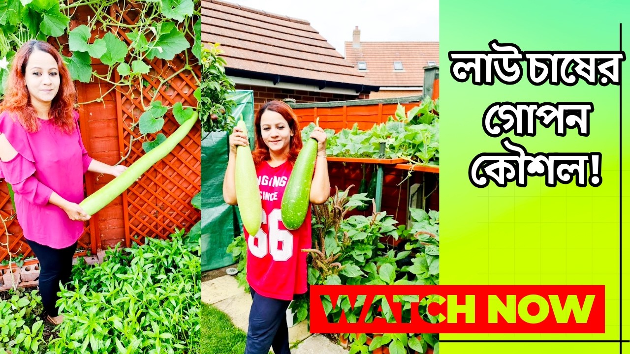 লাউ বীজ লাগানোর সঠিক সময় ও পদ্ধতি 🌱 | বাঁশ লাউয়ের চাষের সহজ কৌশল | লাউ চাষে বেশি ফলন