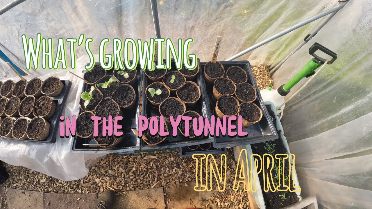 What&rsquo;s growing in the Organic Rod Allotment in April
