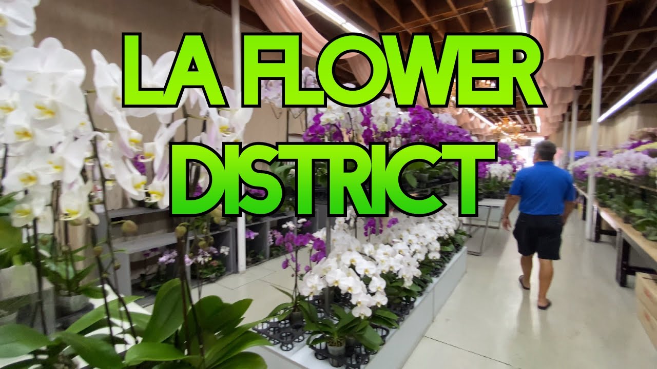 Plant Shopping In Downtown Los Angeles: Cheapest Orchid plant that you can Buy.